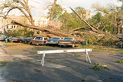 Bronson Park, 13 May 1980