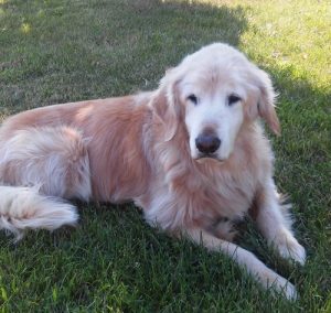 Hollie, Betzler's Therapy Dog