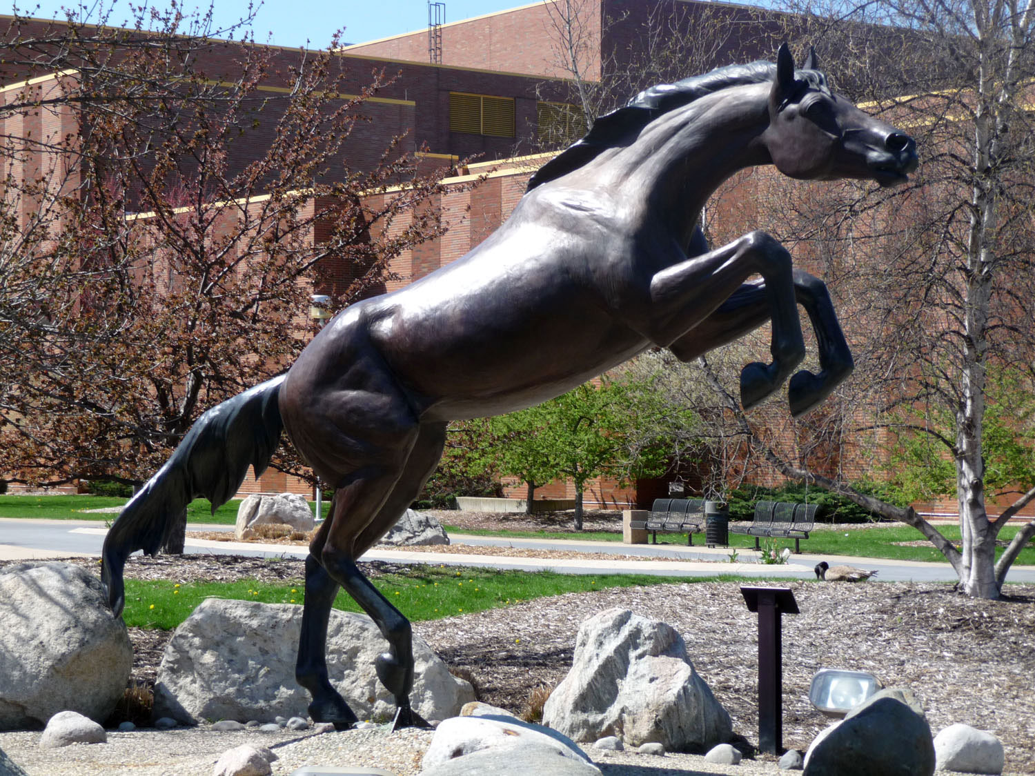 bronco statue