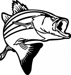 trout