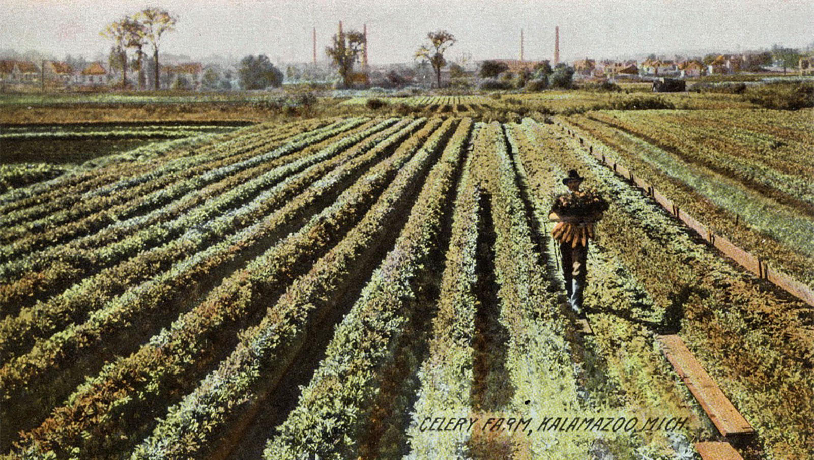 celery-field-kalamazoo-1600.jpg