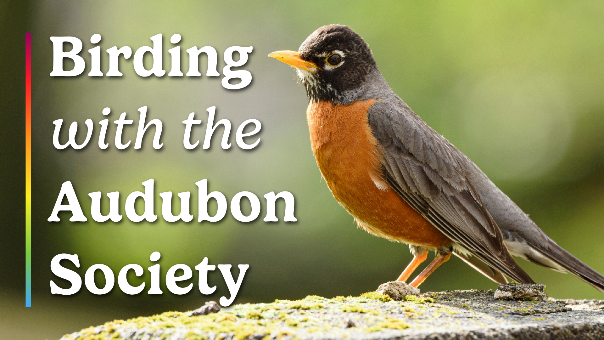 birding with the audubon society
