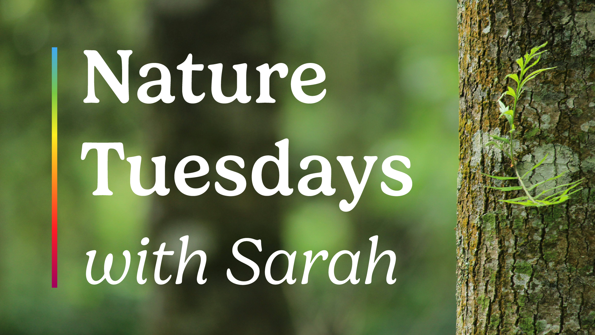 nature tuesdays with sarah