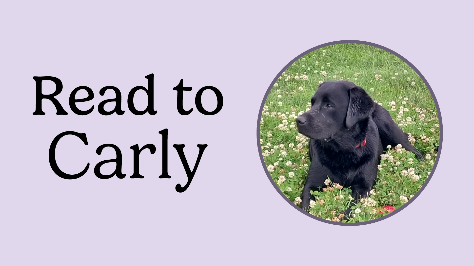 read to carly, a black labrador retriever