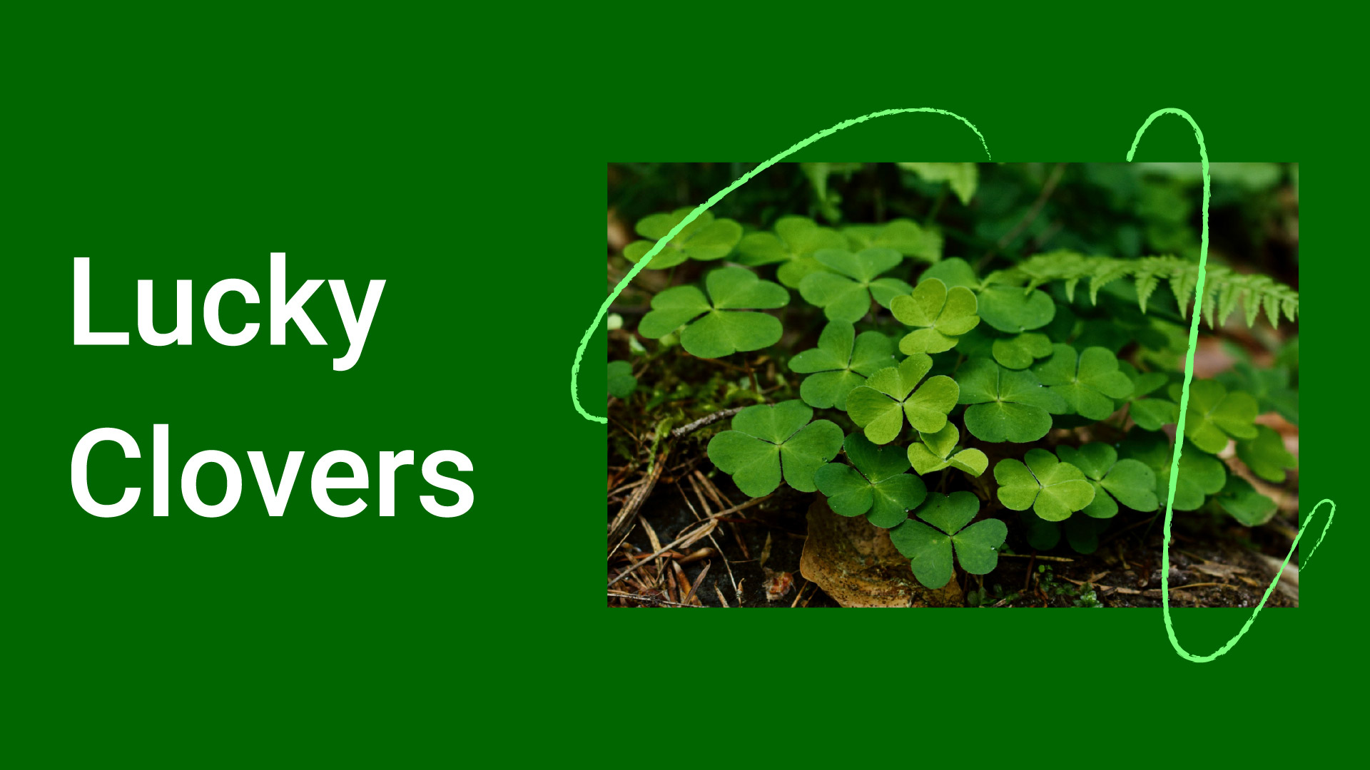 lucky clovers
