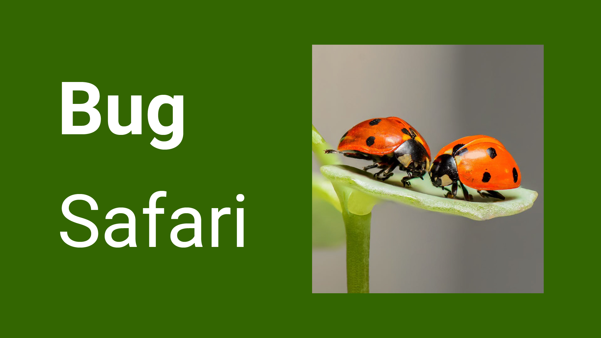 bug safari