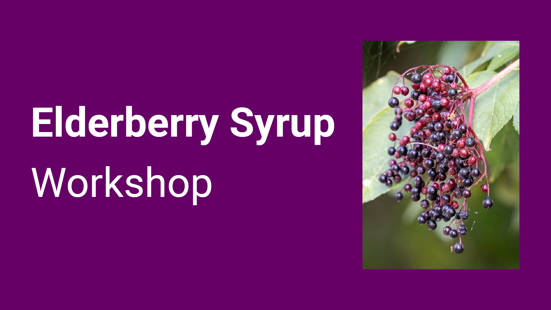 Elderberry Syrup Workshop