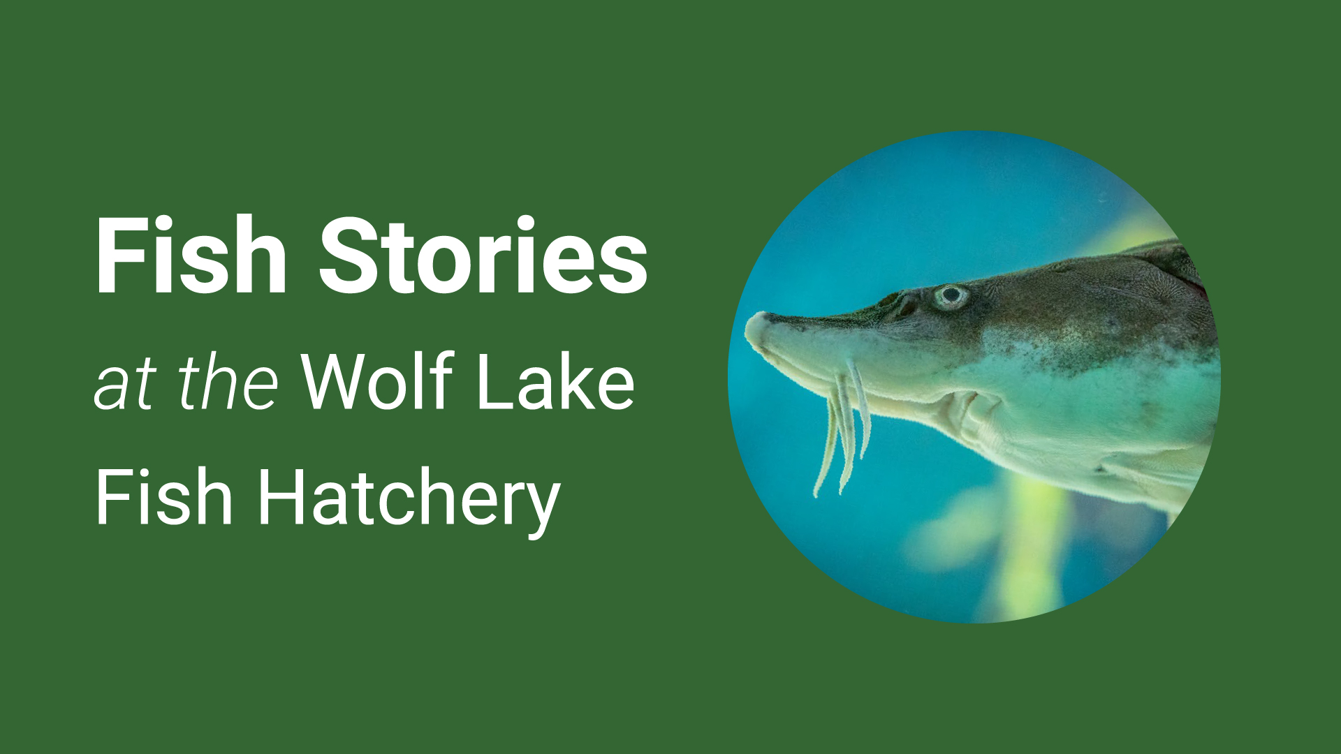 fish stories at the wolf lake fish hatchery